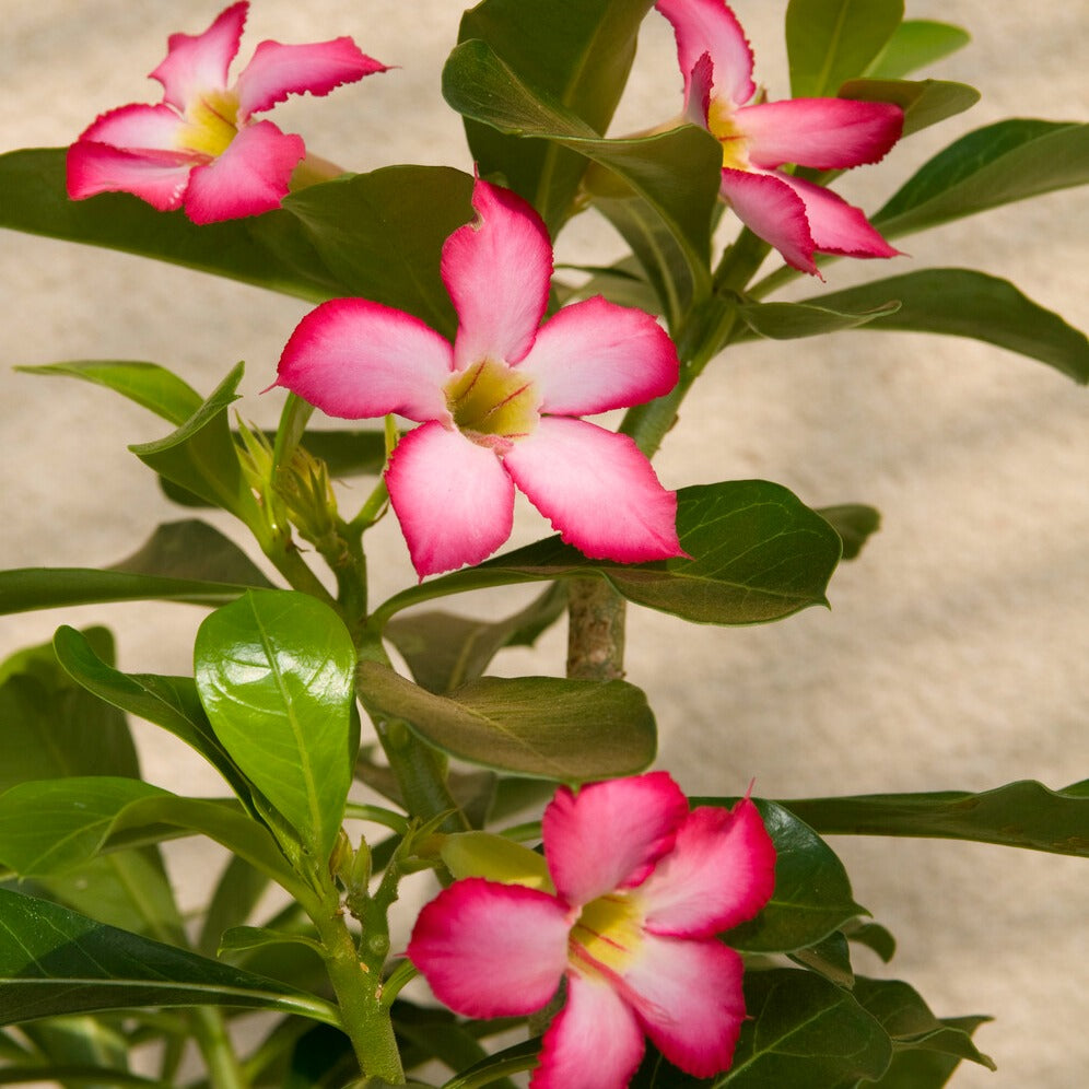 Bakker Rose du désert Adenium plante intérieur rose 20 cm