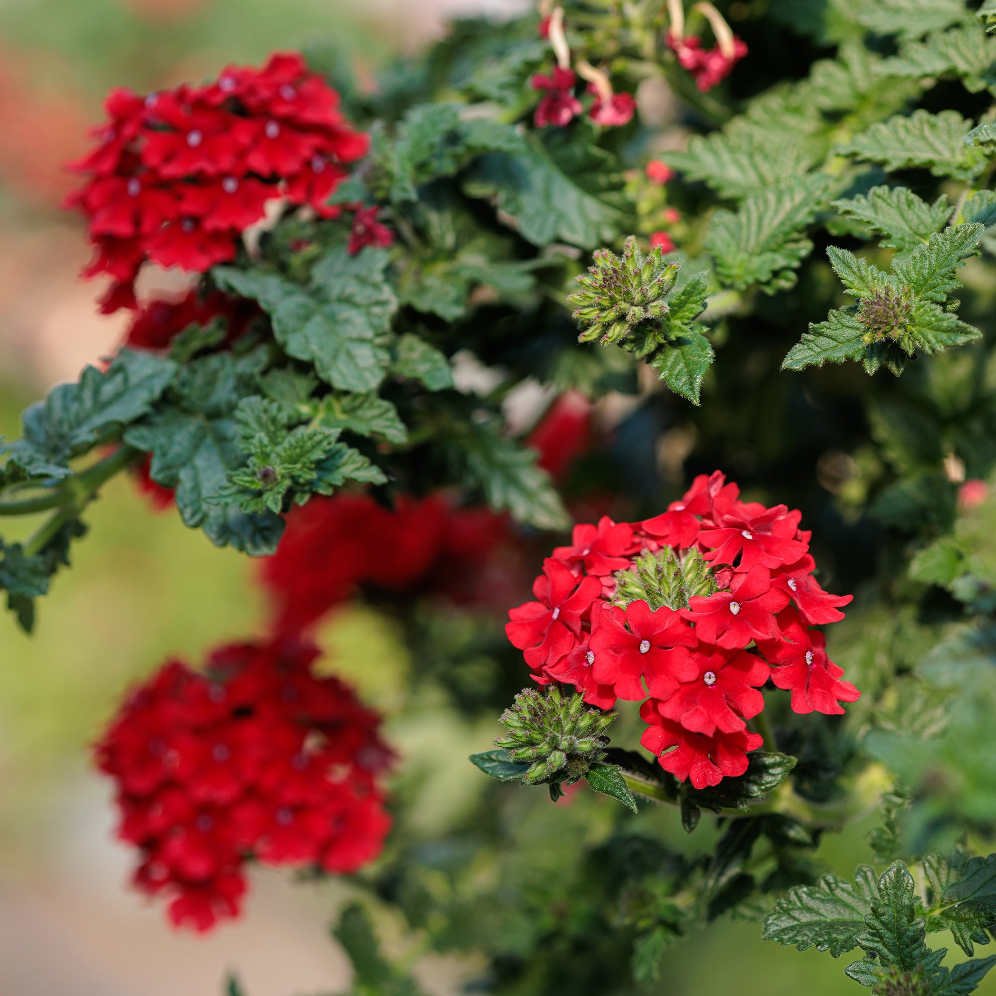 Bakker Verveine retombante rouge Verbena fleur balcon pot 10,5cm