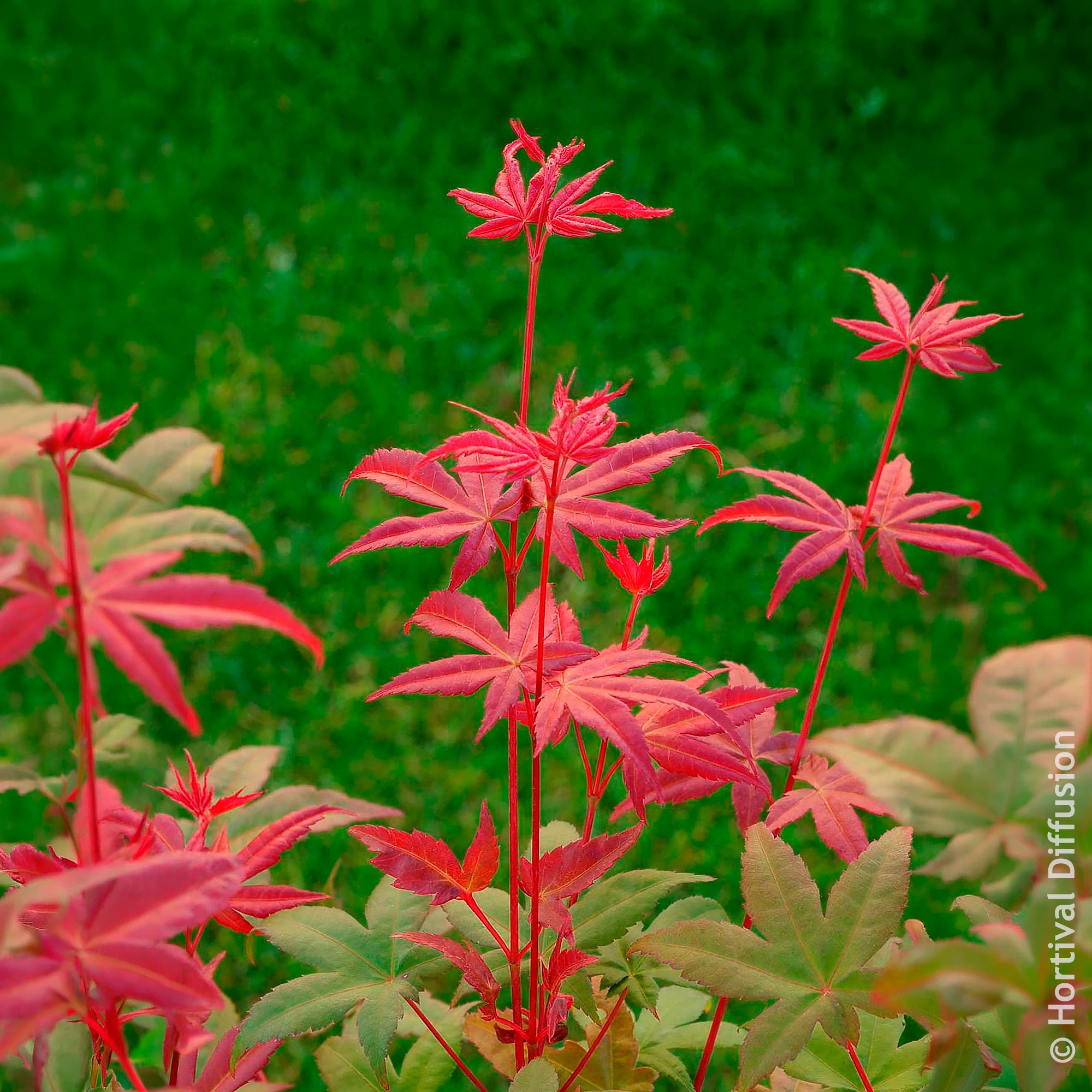 Bakker Érable Deshojo Acer palmatum rouge pot Ø 9cm