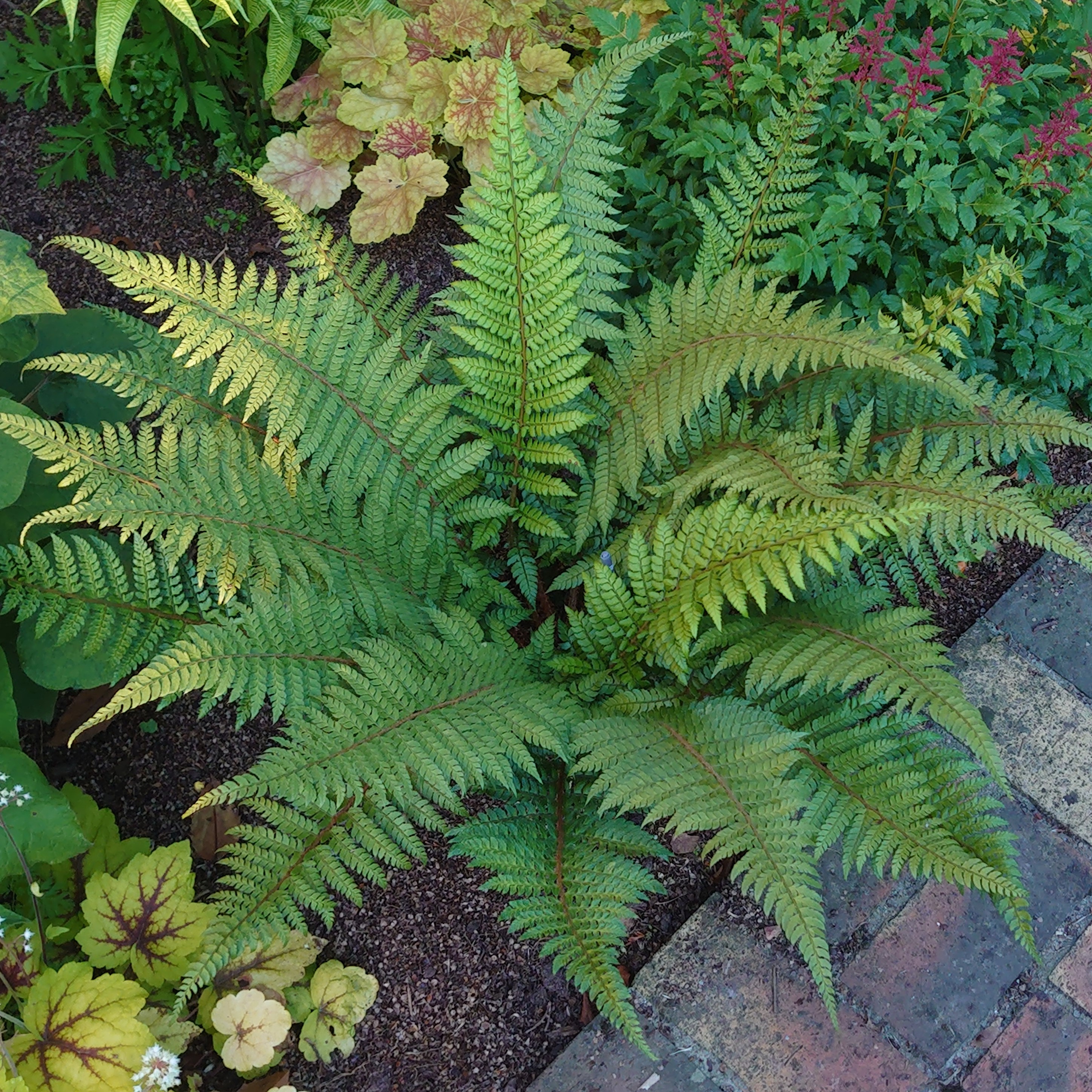 Passion Vivaces Polystichum makinoi fougère pot 1L persistante