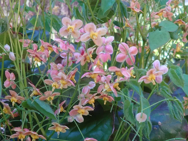 Passion Vivaces Epimedium Orange Königin vivace pot 1L orange