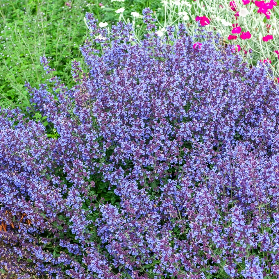 Bakker Kit Cat nepeta plante vivace violette pot 9cm