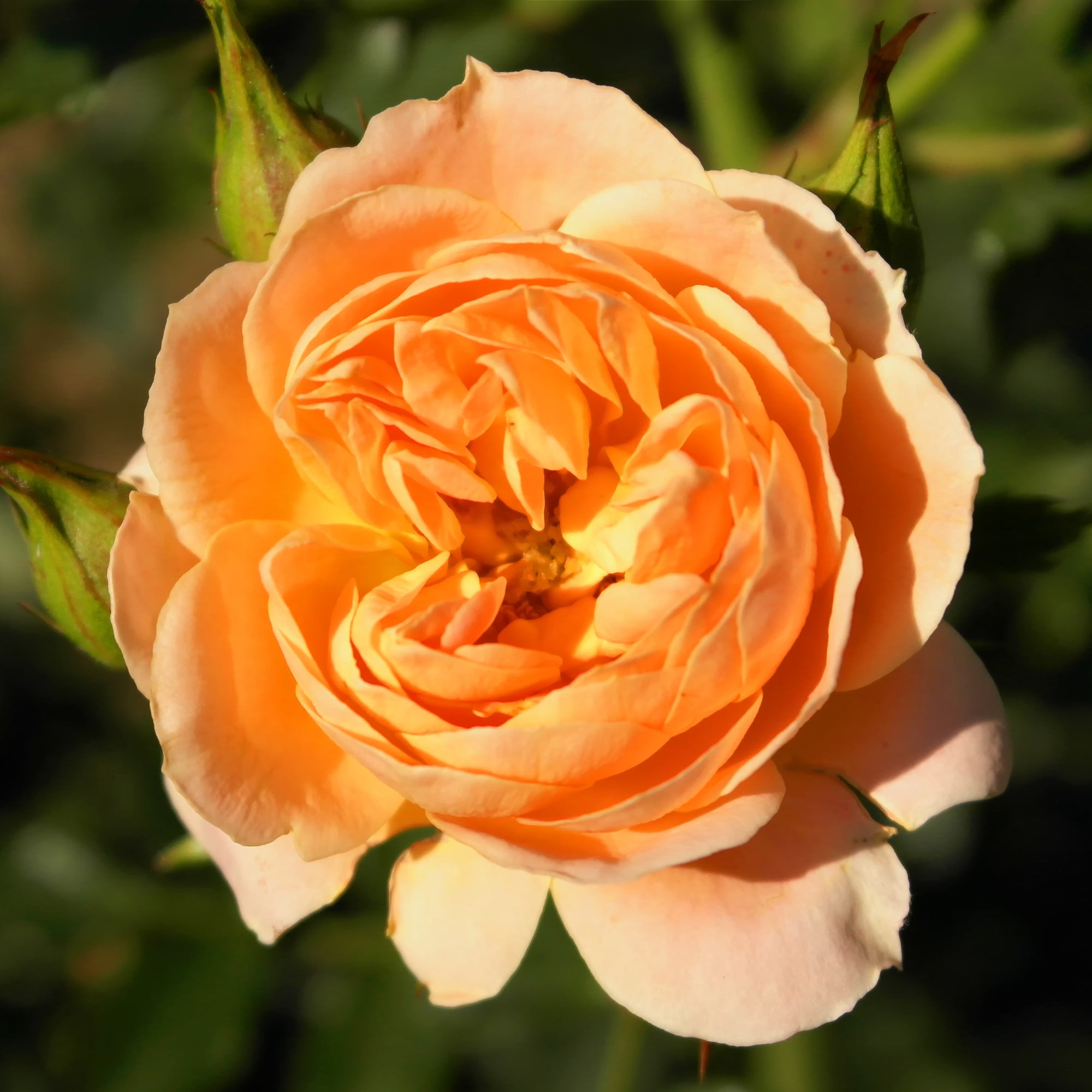Bakker Rosiers Sweet Dream rosier pot 3L orange
