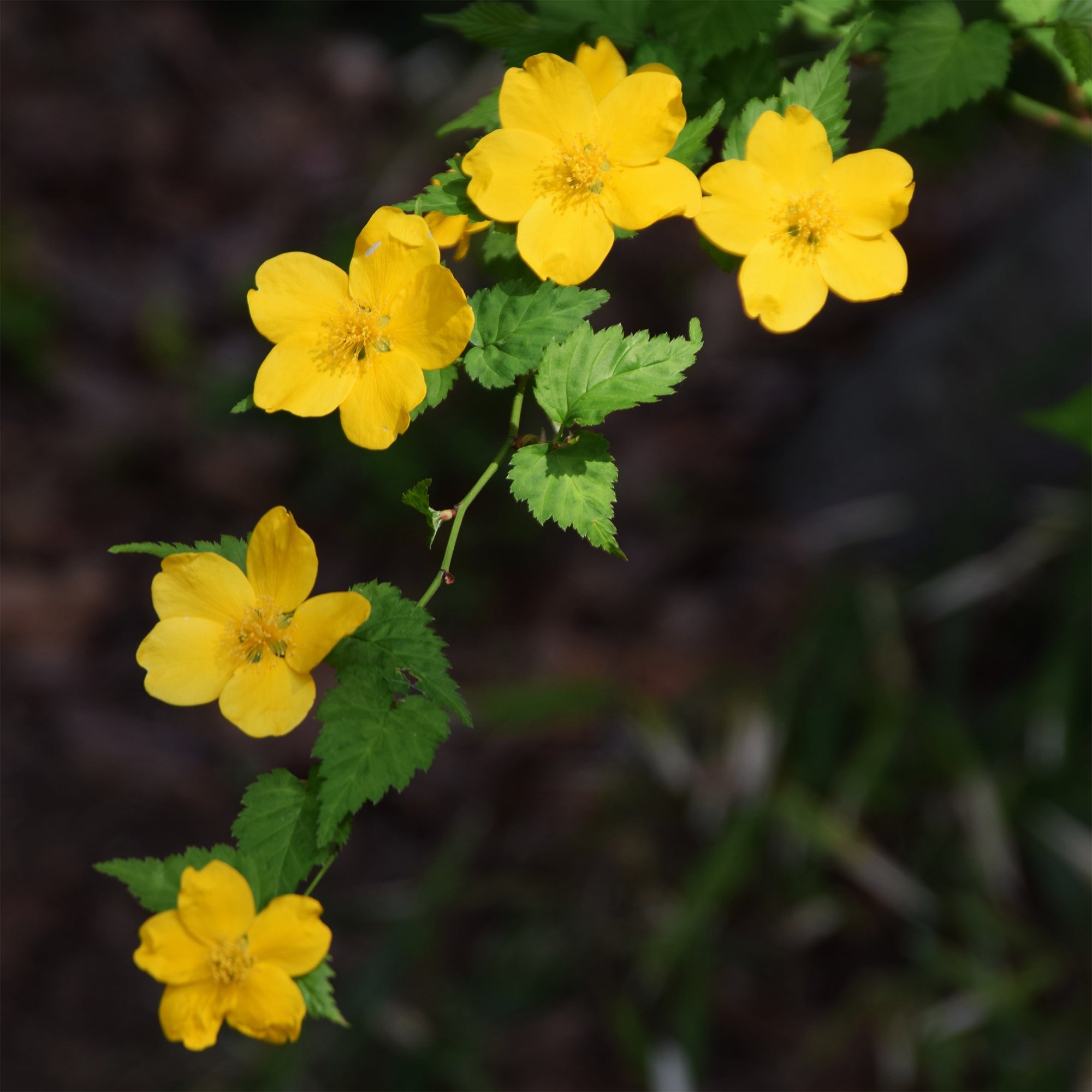 Bakker Corête Japon Golden Guinea arbuste pot 2 L fleurs jaunes