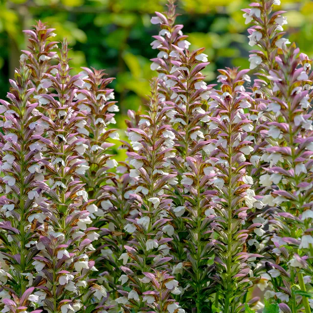 Bakker Acanthe épineuse vivace pot 9cm soleil mi-ombre