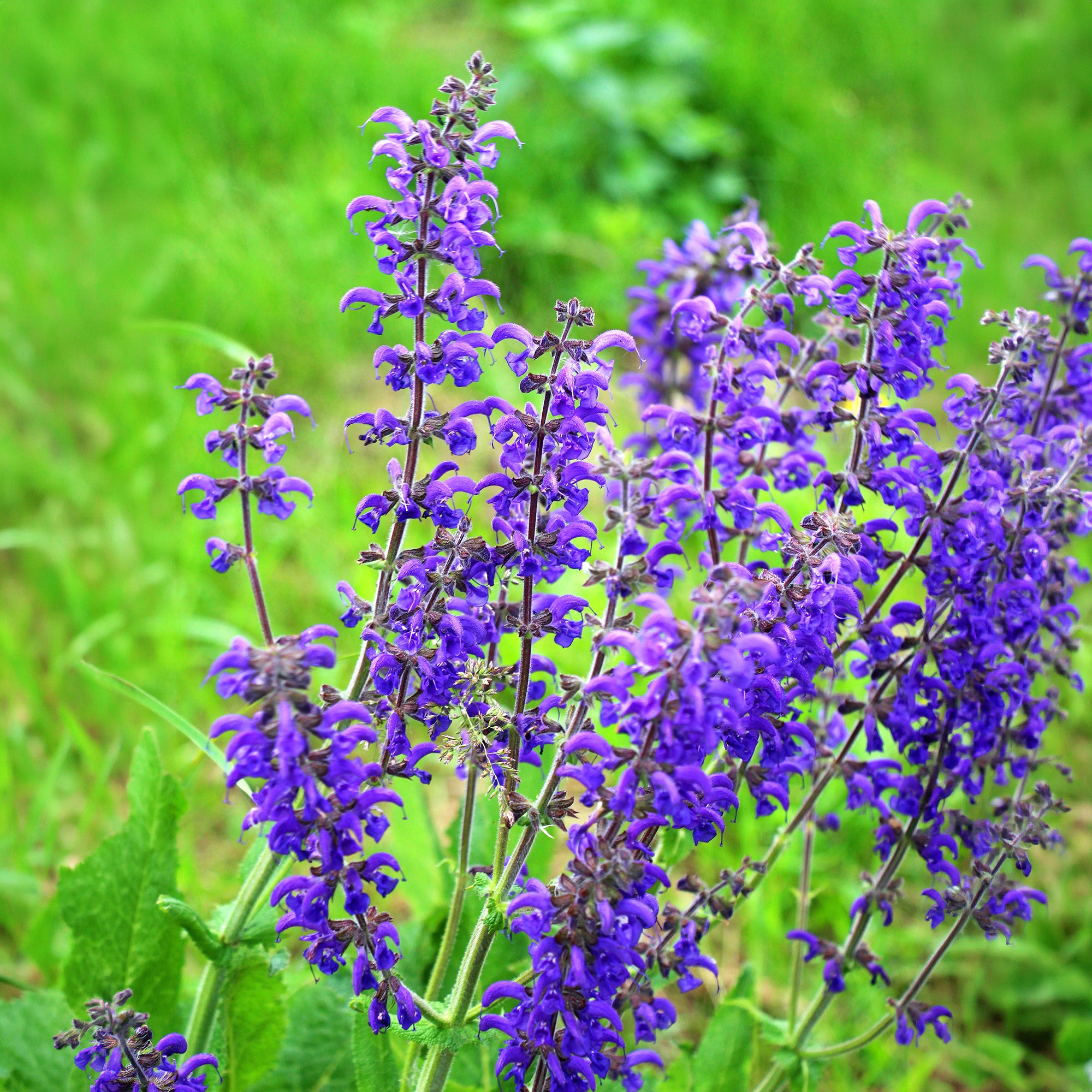 Bakker Sauge des prés violette vivace pot Ø 9 cm
