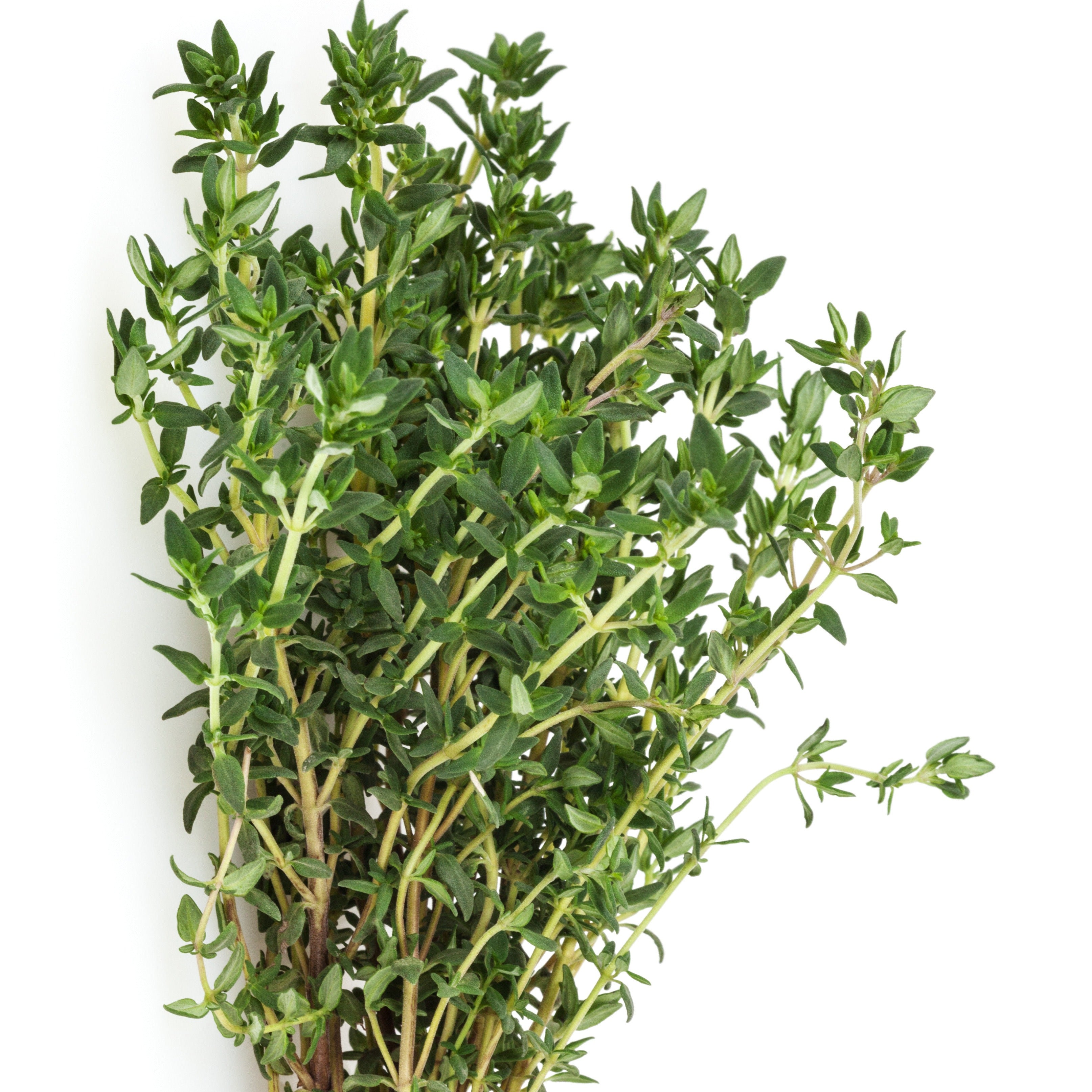 Bakker Potager Thym commun plant Ø 13cm aromatique persistant