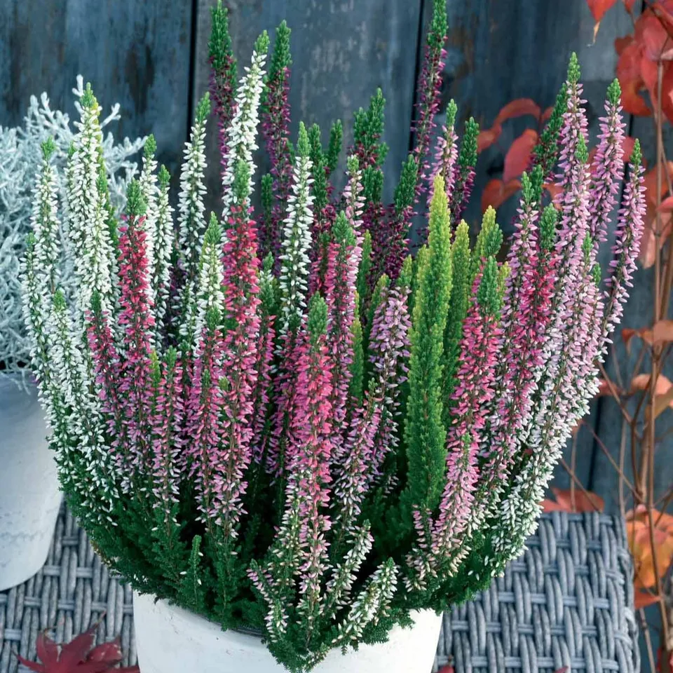 Bakker Bruyères blanc rouge rose plante vivace 3 pots 8cm