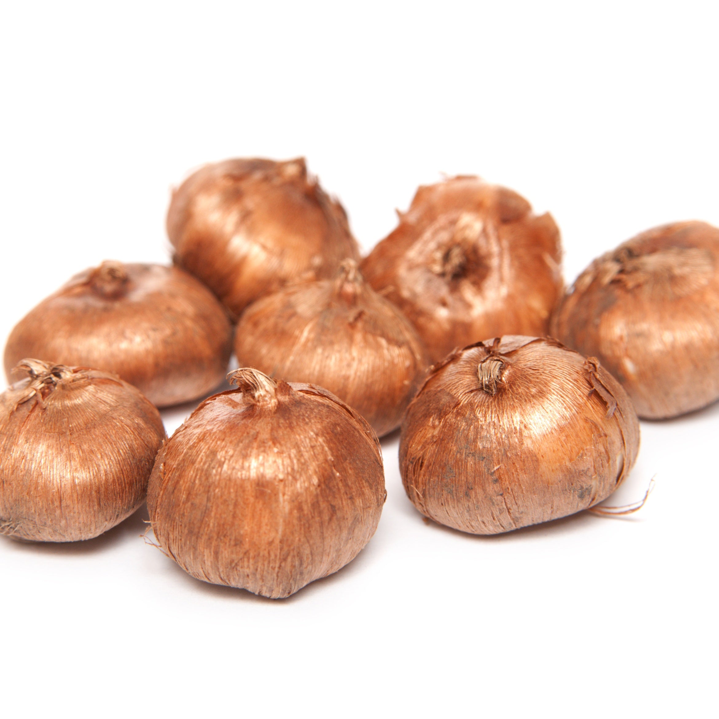 Bakker Crocus Mammouth jaune bulbes x15 précoce