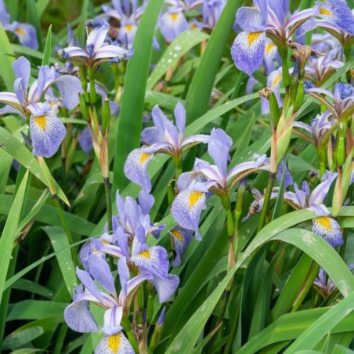 Bakker Iris versicolor plante de bassin pot 9cm fleur violette