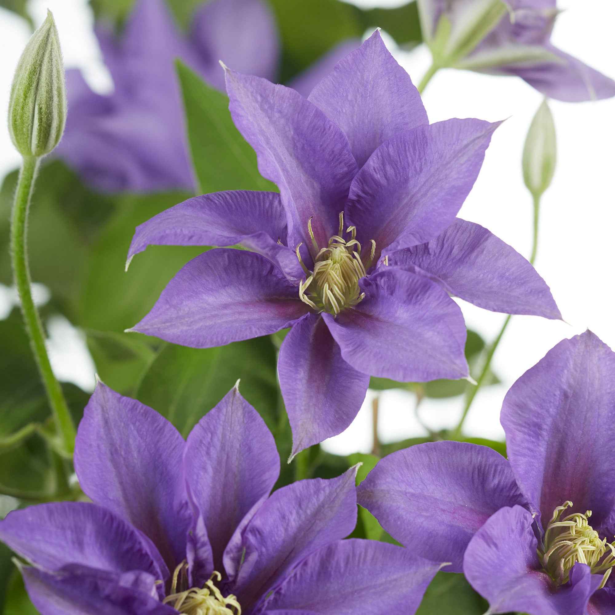 Bakker Clématite Olympia plante grimpante pot 2L violet