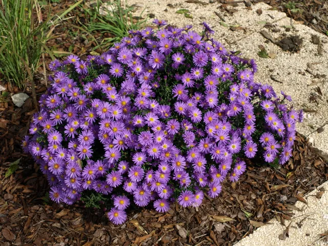 Aster dumosus Traumkugel plante vivace godet bleu violacé