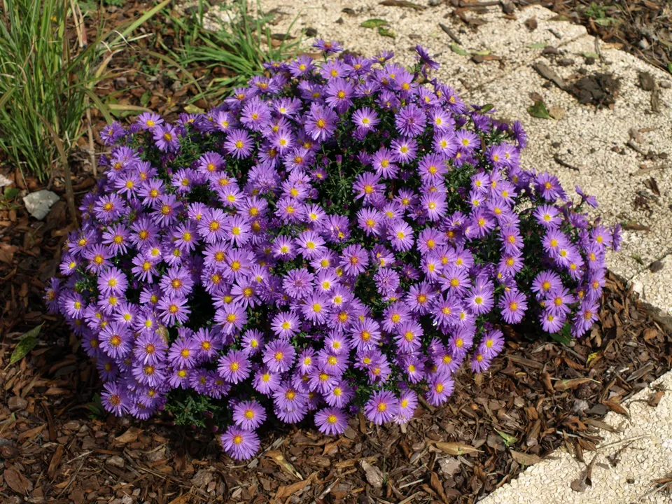 Aster dumosus Traumkugel plante vivace godet bleu violacé