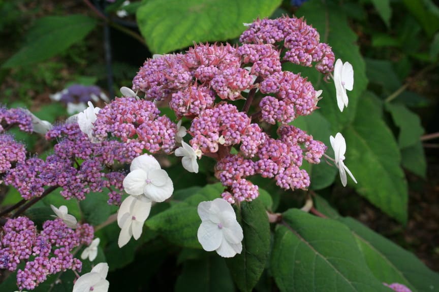 Les Hortensias du Haut Bois Macrophylla hortensia aspera godet