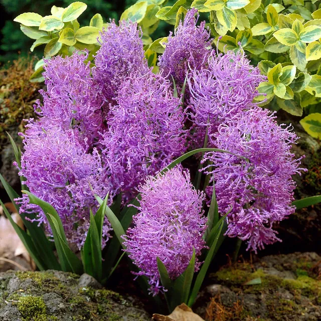 Bakker Bulbes 10 Muscaris plumeux violets sachet 10 bulbes