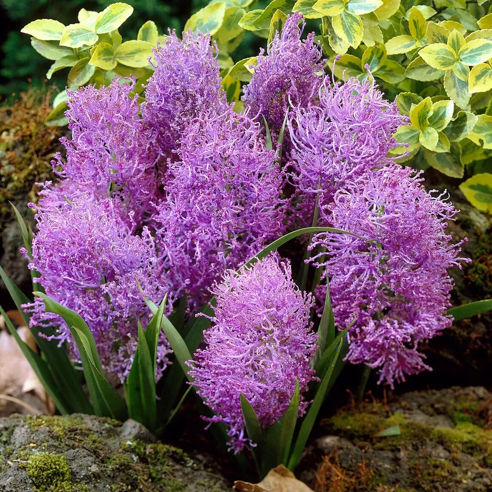 Bakker Bulbes 10 Muscaris plumeux violets sachet 10 bulbes