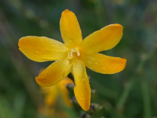 Passion Vivaces Crocosmia John Boots montbretia godet jaune