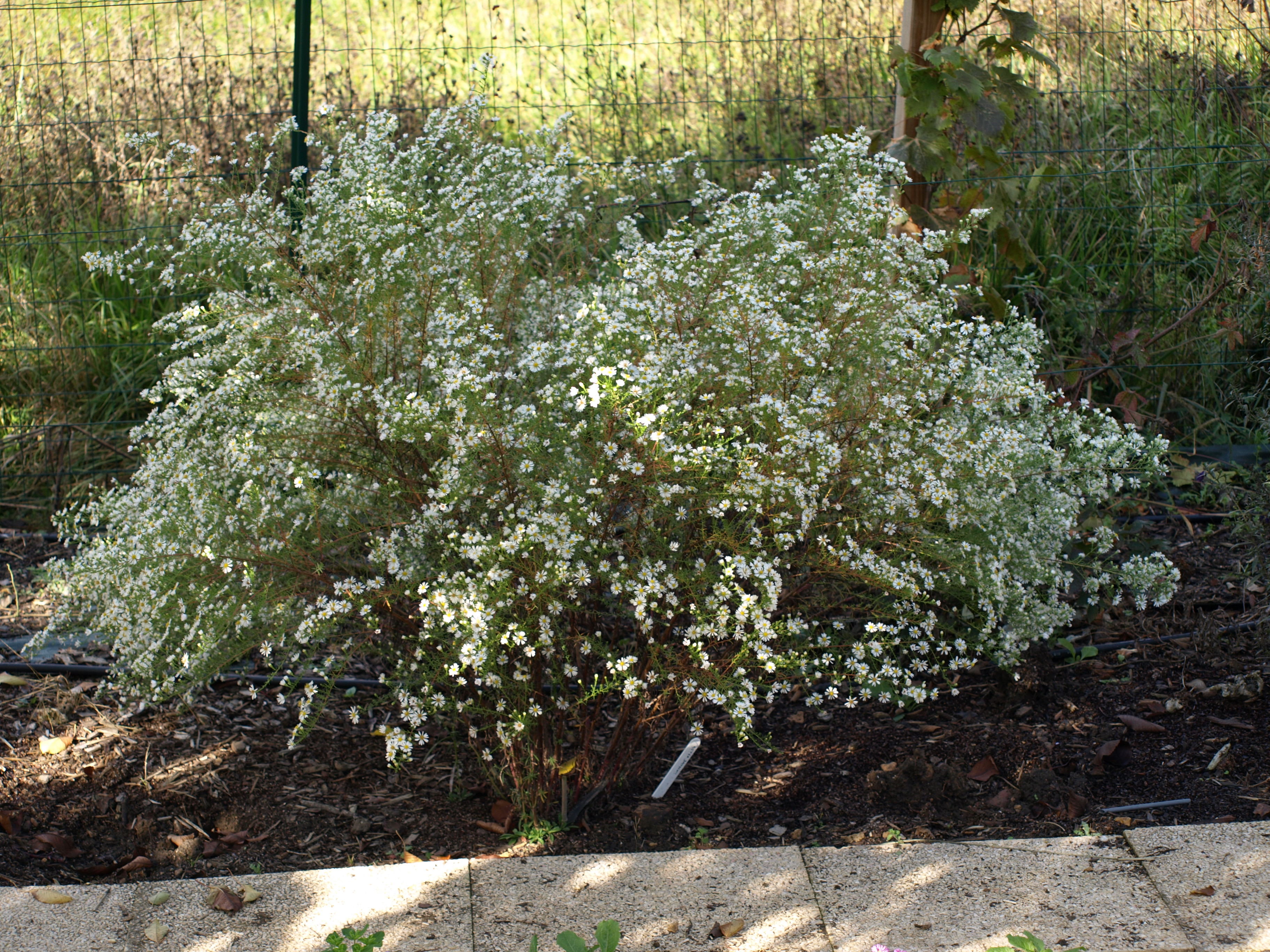 Passion Vivaces Aster X Datschii vivace blanche pot 1 litre