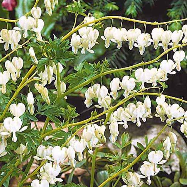 Bakker Plantes vivaces 4 Coeur de Marie racines nues mélange rose blanc 70 cm