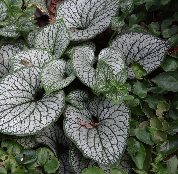 Passion Vivaces Brunnera macrophylla Alexander's Great vivace pot 1L géant