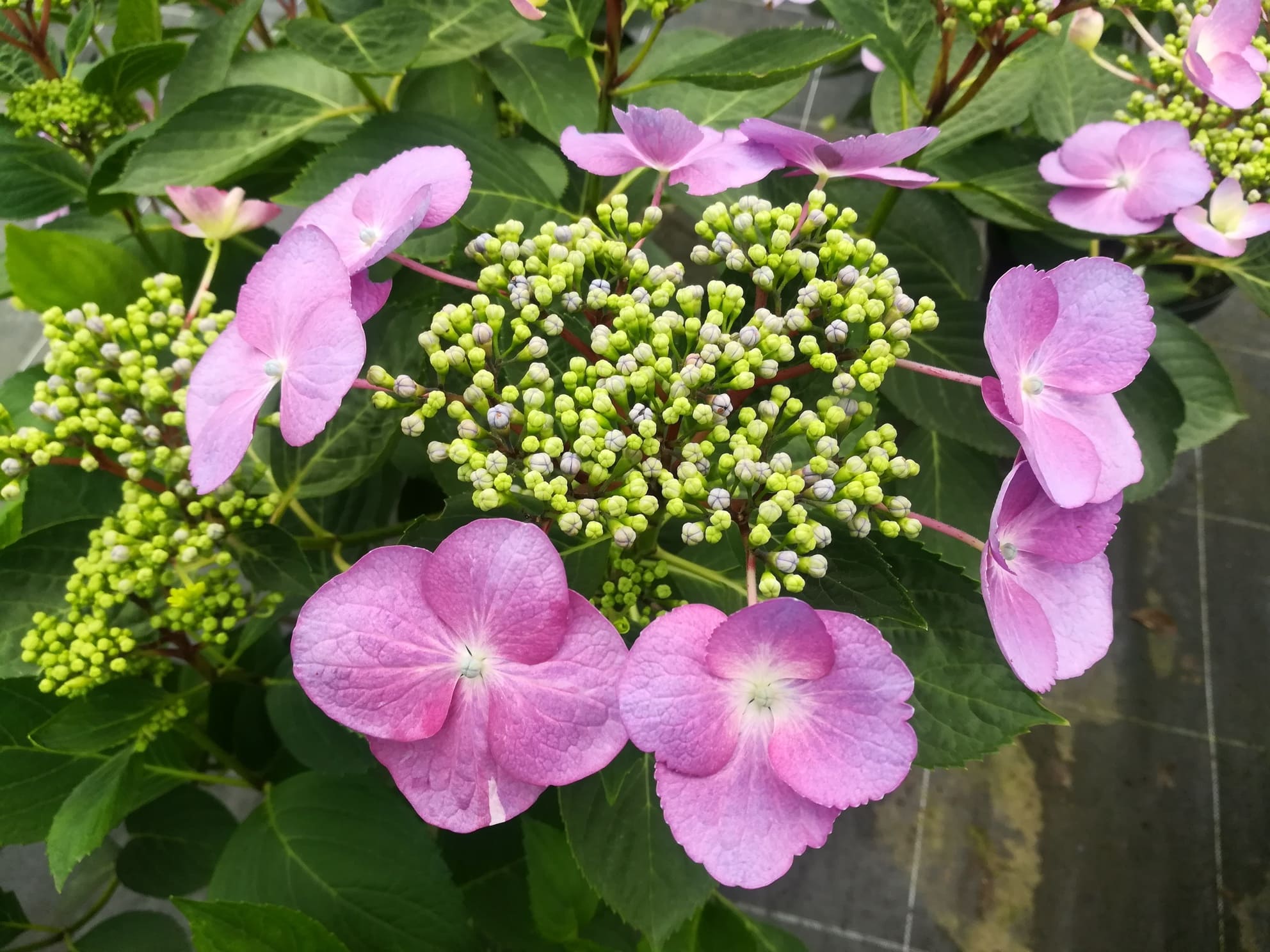 Les Hortensias du Haut Bois Sunset hortensia dentelle godet