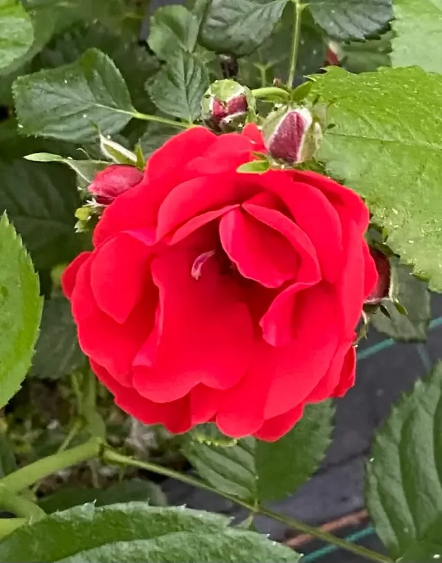 Michel Adam Strongberzauber rosier grimpant rouge grappe