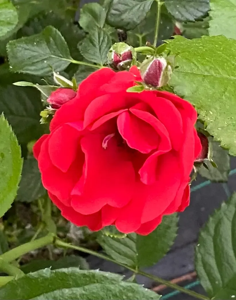 Michel Adam Strongberzauber rosier grimpant rouge grappe