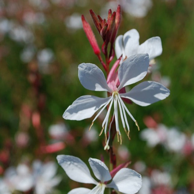 Bakker Whirling Butterflies gaura blanche 2 pots Ø9cm soleil