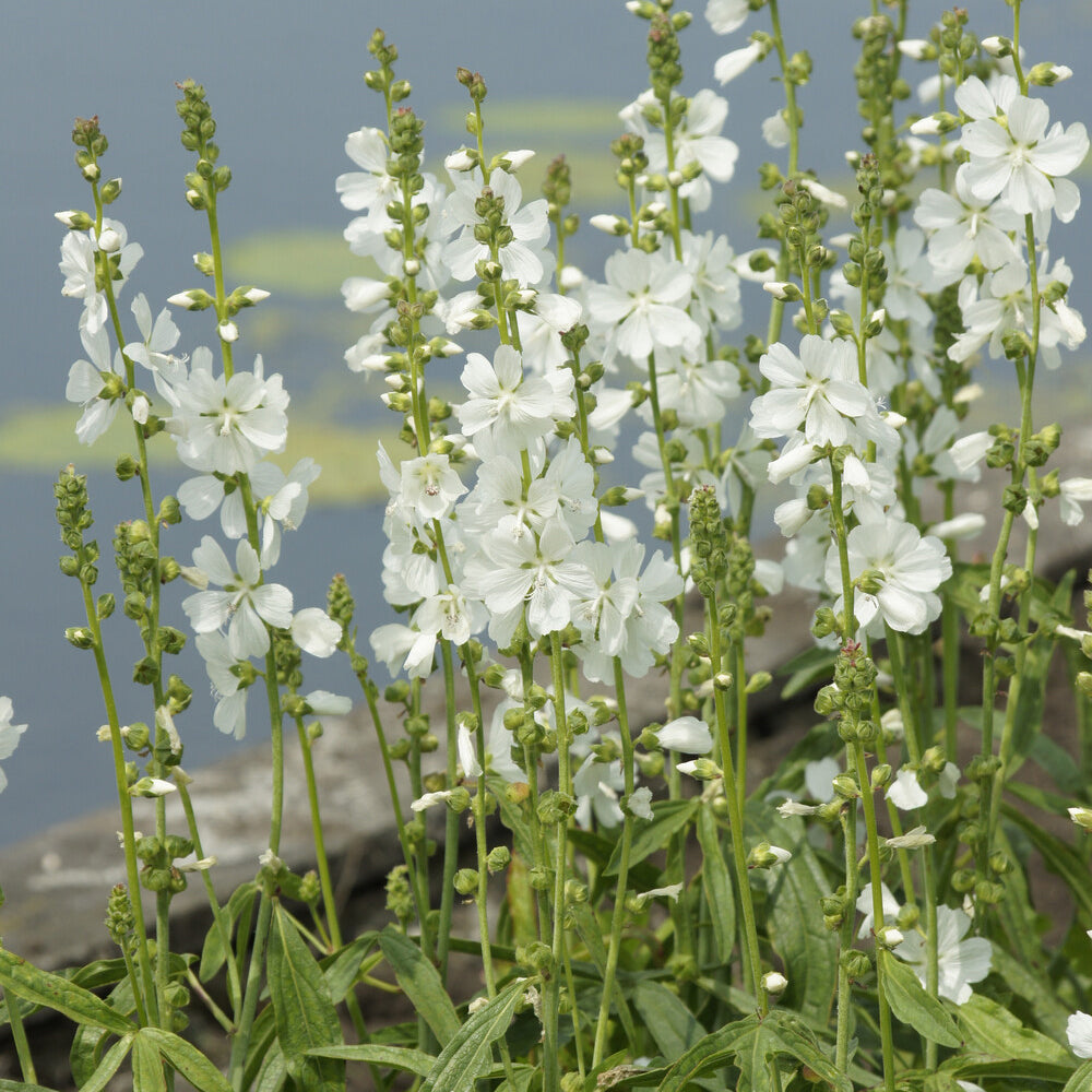 Bakker Sidalcea candida plante vivace pot 9cm blanche soleil