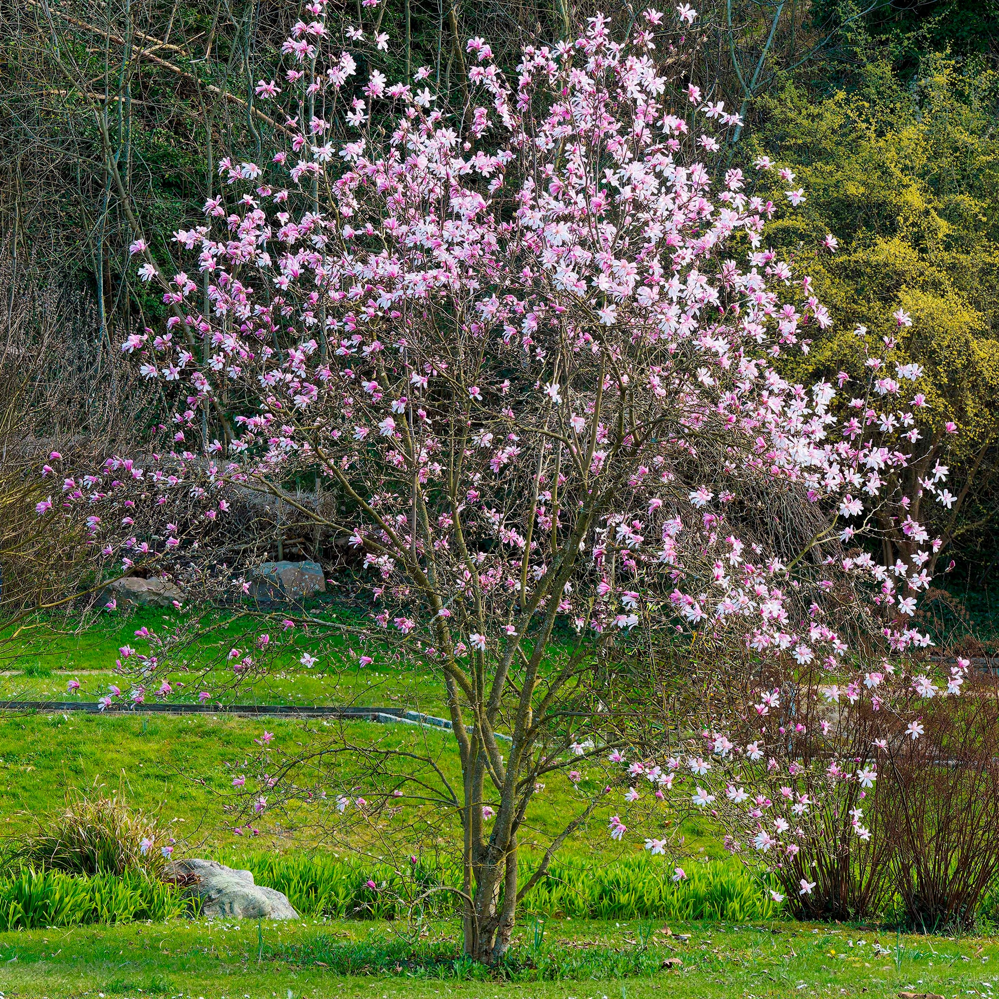 Bakker Magnolia Leonard Messel arbuste pot 4,5L rose