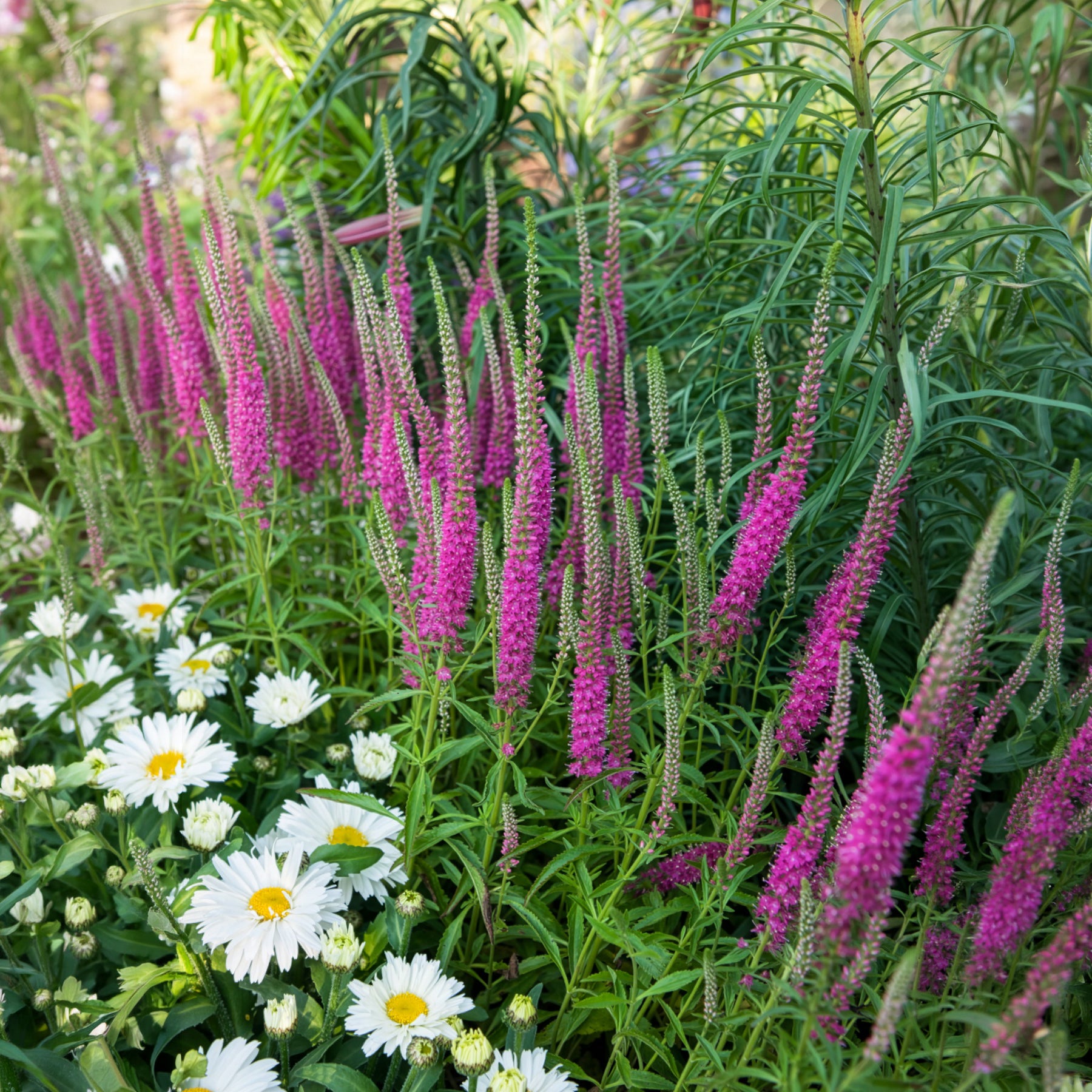 Bakker Véronique Rotfuchs vivace pot Ø9cm épis fuchsia