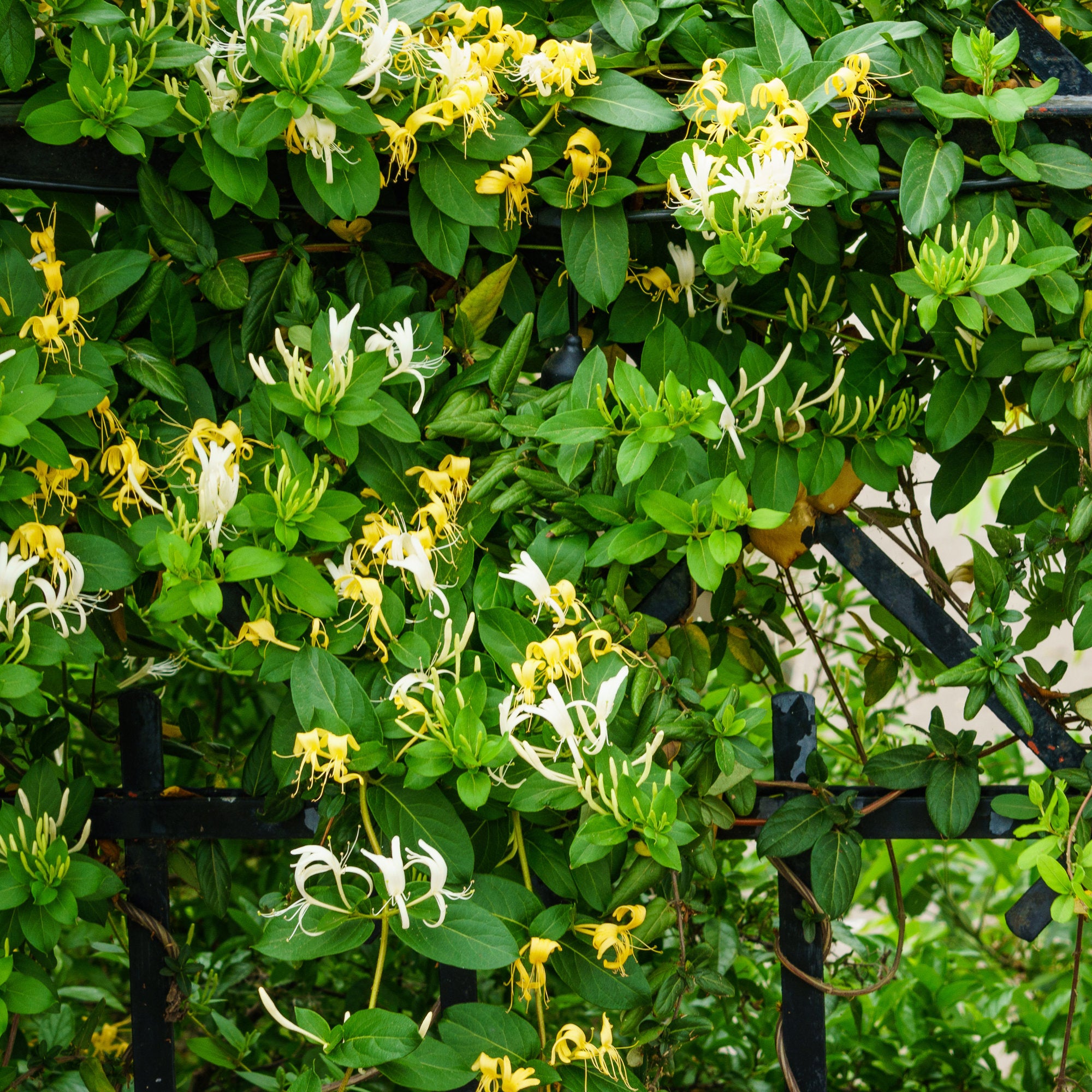 Bakker Chèvrefeuille Hall's Prolific Lonicera pot 1,5L