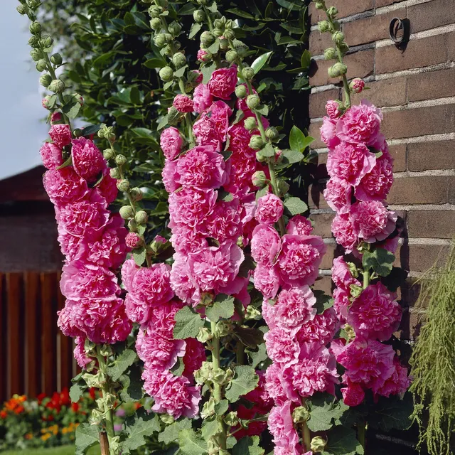 Bakker Rose trémière double Rose vivace pot 9cm rose
