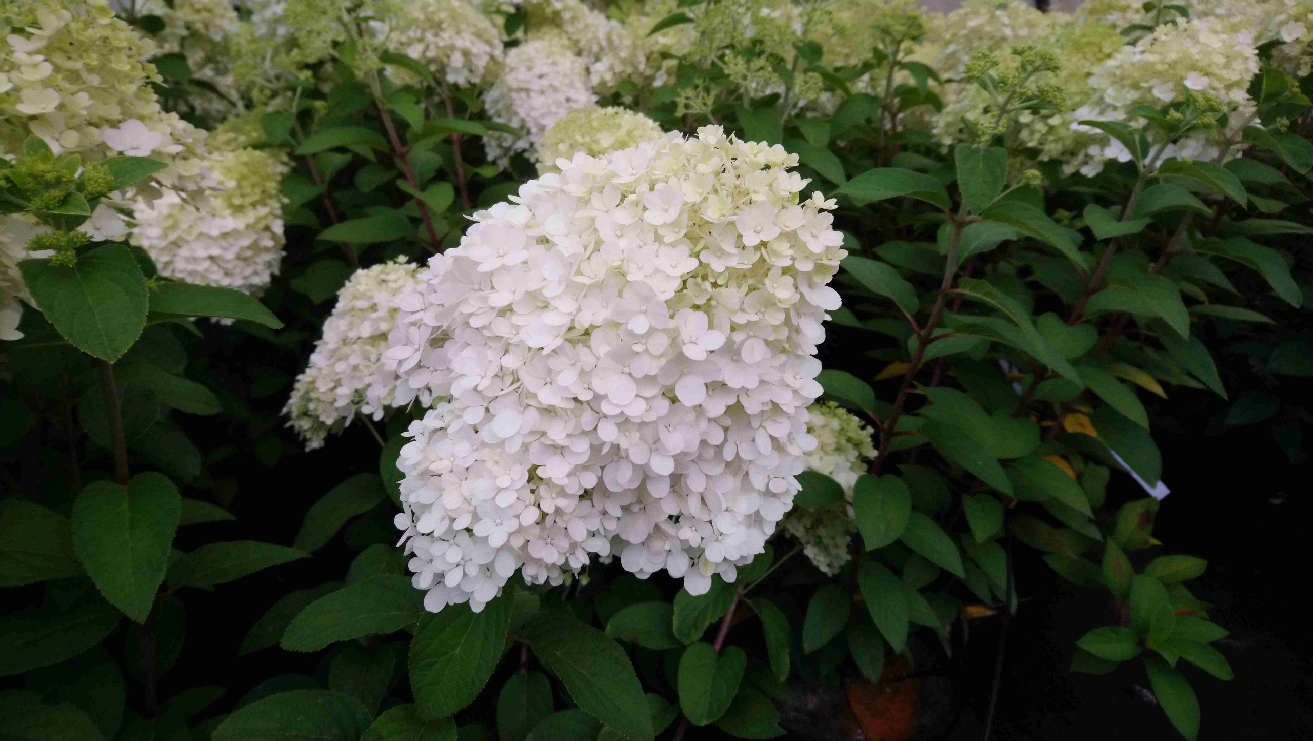Les Hortensias du Haut Bois Bobo hortensia paniculé nain