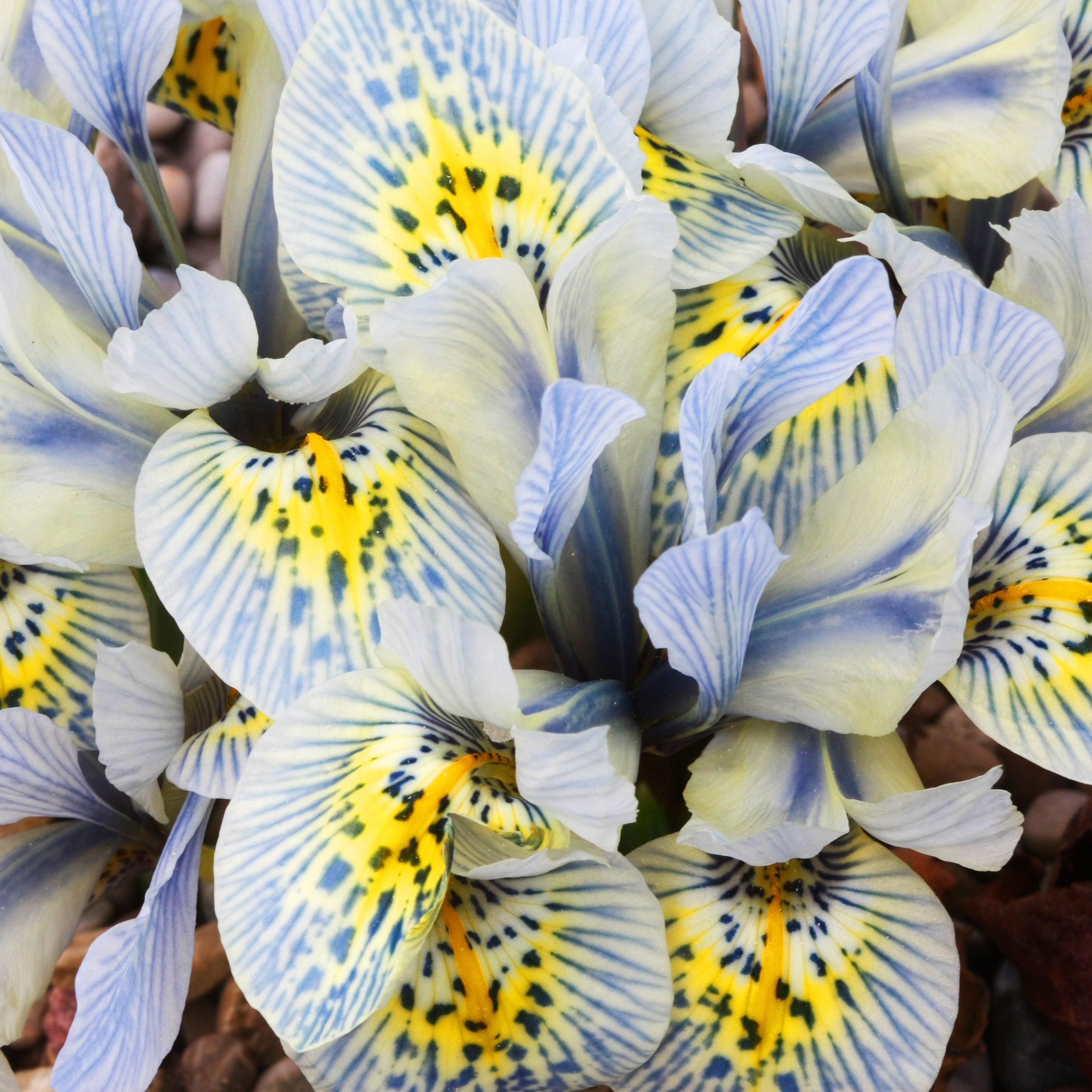 Bakker Iris Katherine Hodgkin 10 bulbes bleu
