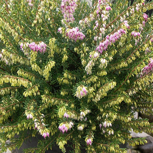 Bakker Bruyère Darley Dale hiver pot 8cm rose