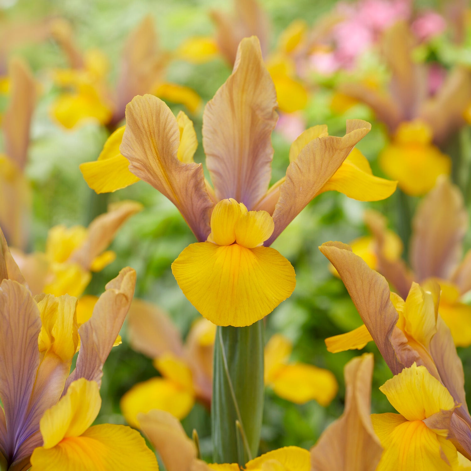 Bakker Iris Hollande Bronze Perfection jaune sachet 10 bulbes