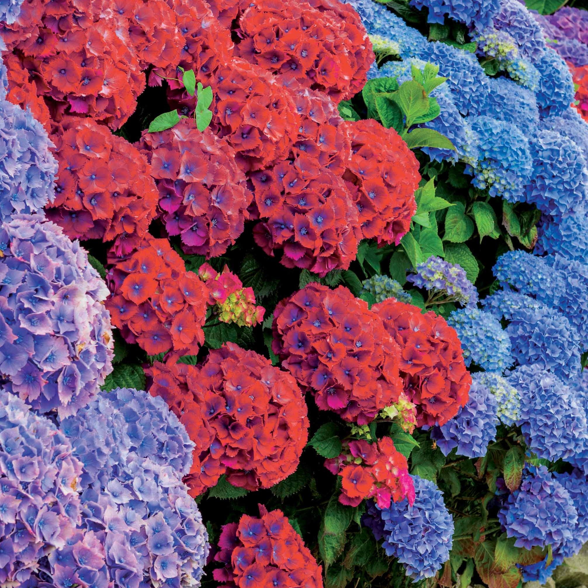 Bakker Collection 4 Hortensias rouges et bleus arbuste 1,3L