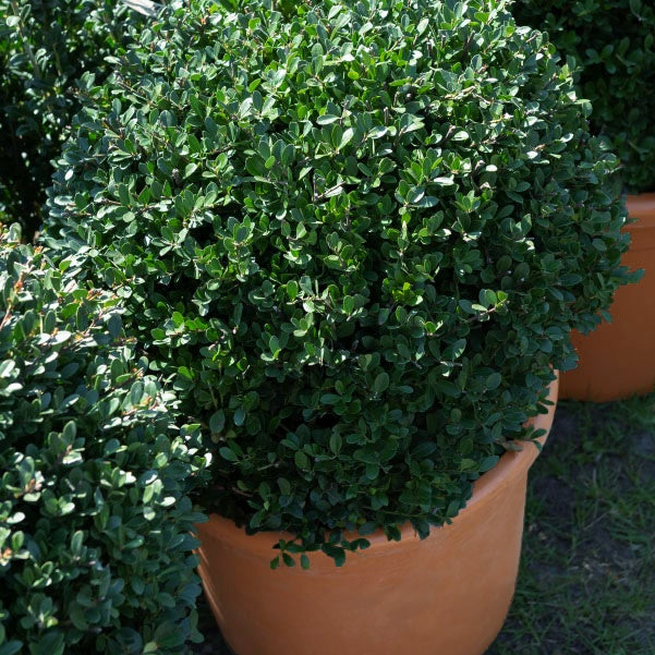 Bakker Houx Japon Ilex crenata boule pot 2L 15-20cm