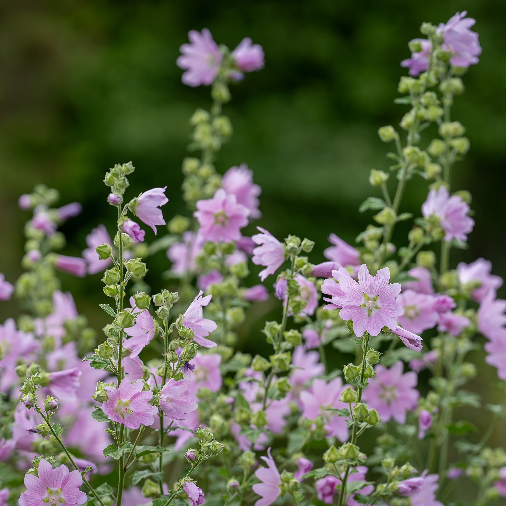 Bakker Mauve musquée Rosea vivace rose pot Ø 9cm