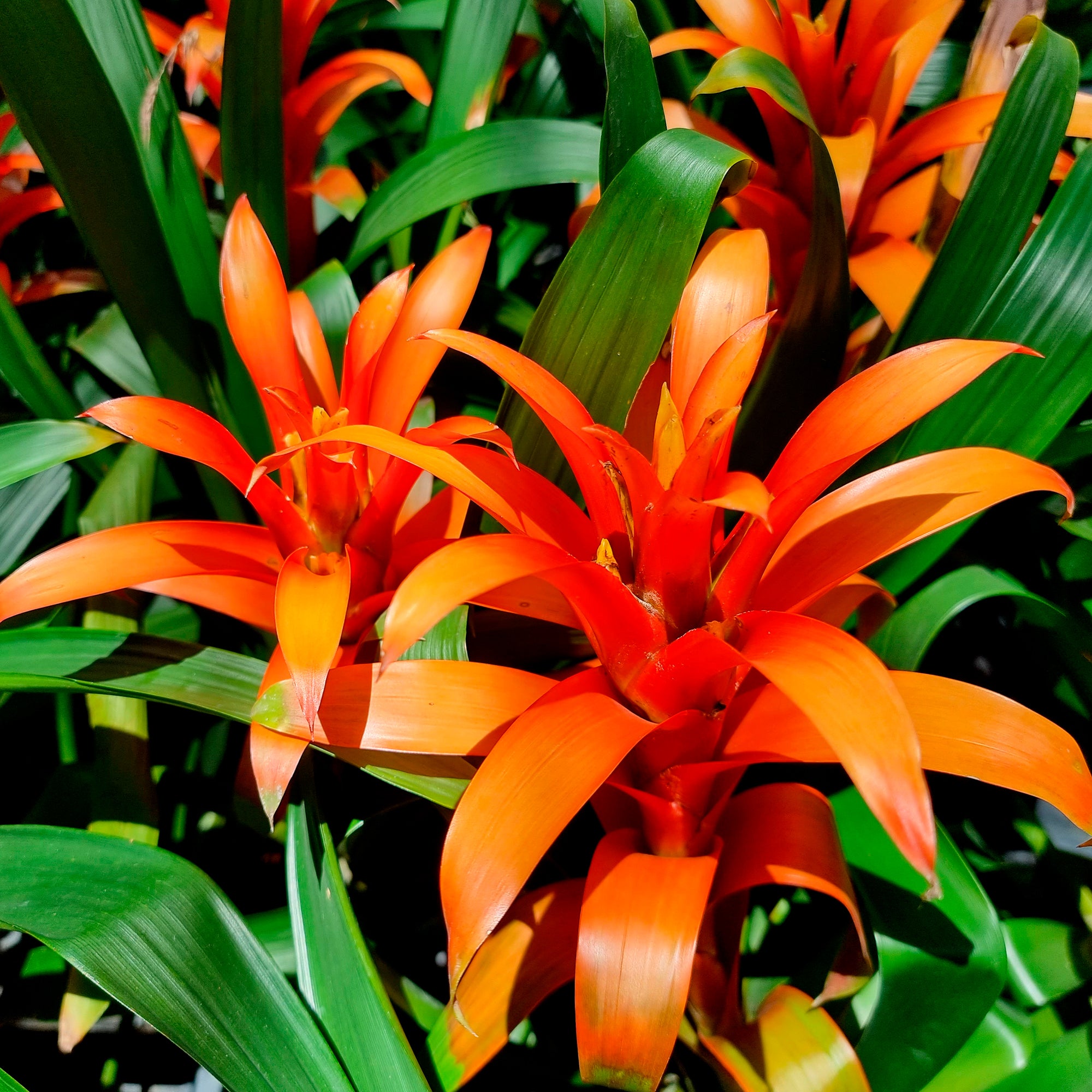 Bakker Bromelia orange plante d'intérieur pot 9cm