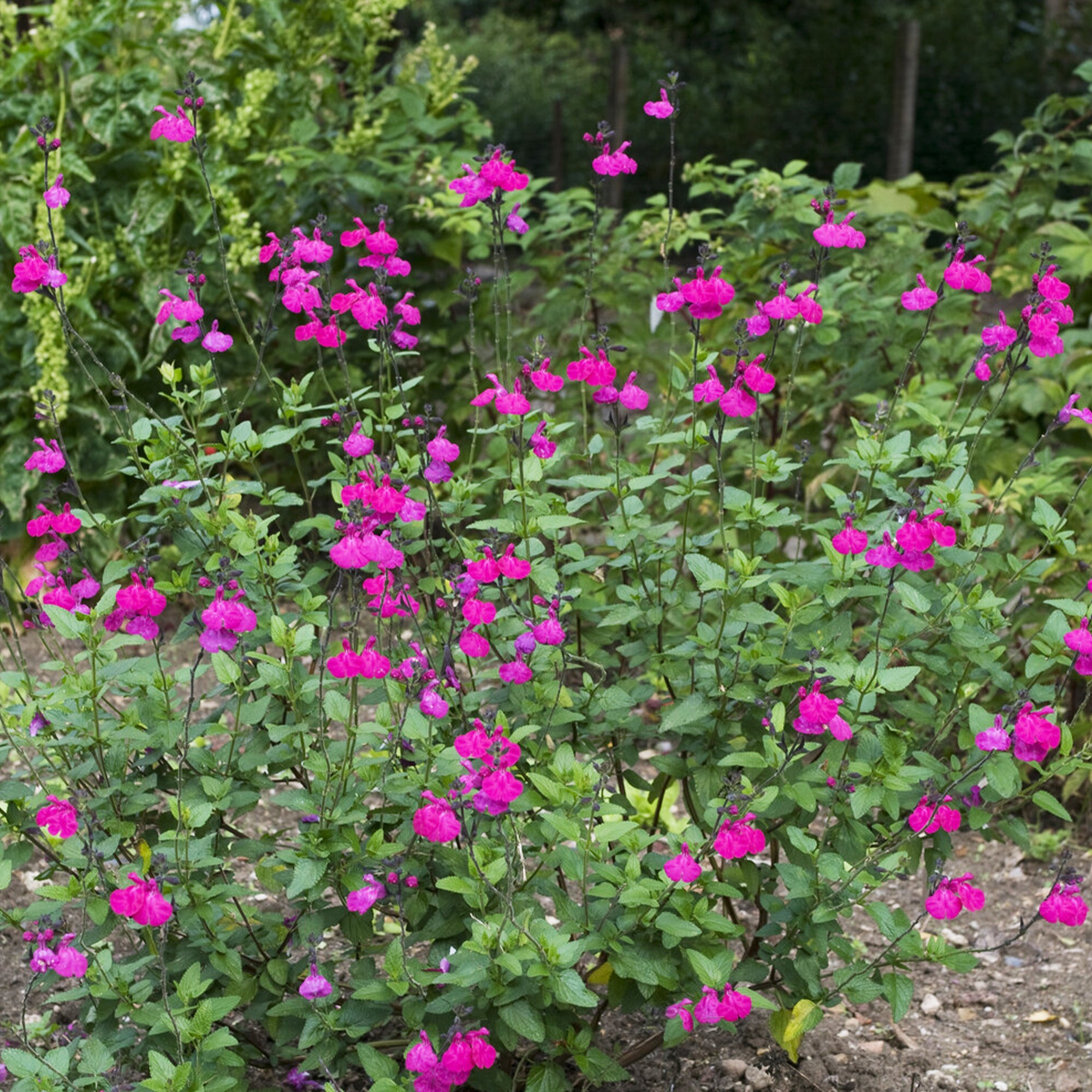 Bakker Sauge Cerro Potosi plante vivace pot Ø9cm fuchsia