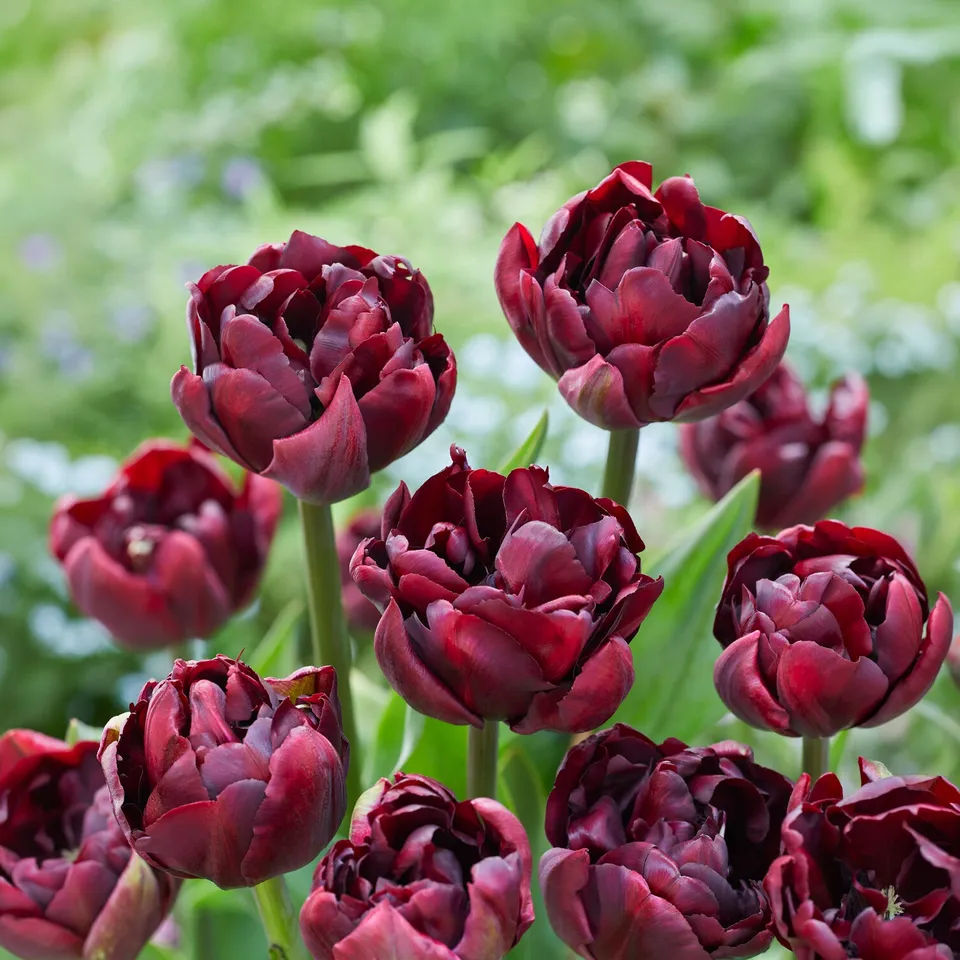 Bakker Tulipe Palmyra bulbe double sachet 7 abricot