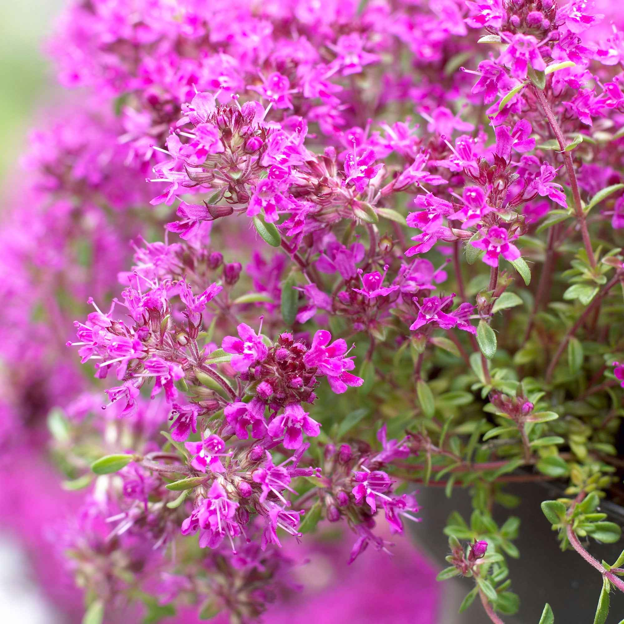 Bakker Thym Purple Beauty précoce violet 3 pots Ø9cm