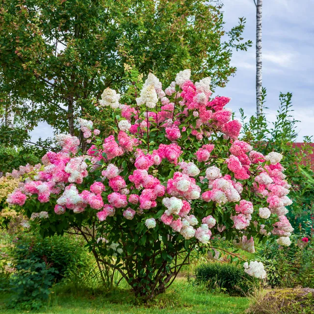 Bakker Vanille Fraise hortensia paniculé pot 1,3L 20-30 cm
