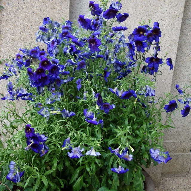 Bakker Salpiglossis Kew Blue graines fleurs bleues ±450 graines