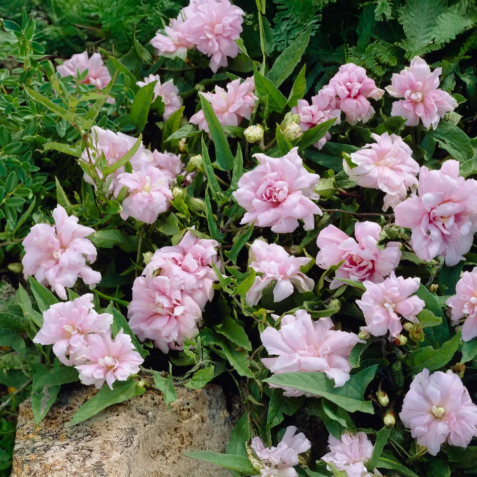 Bakker Liseron du Japon plante grimpante 1,5L rose double
