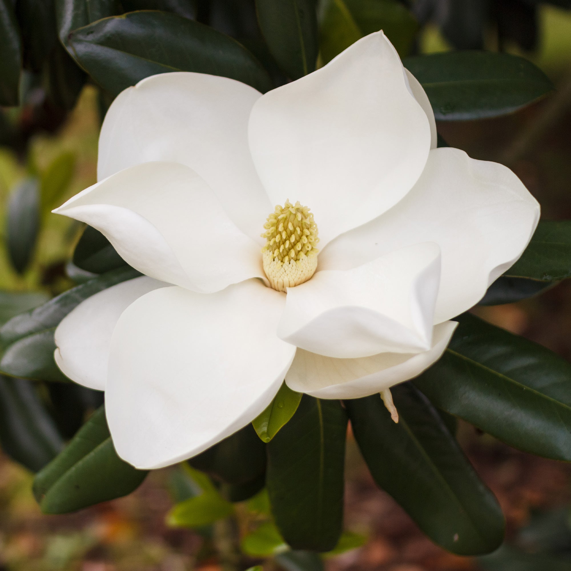 Bakker Magnolia grandiflora Alta arbuste pot 9cm 10-20cm