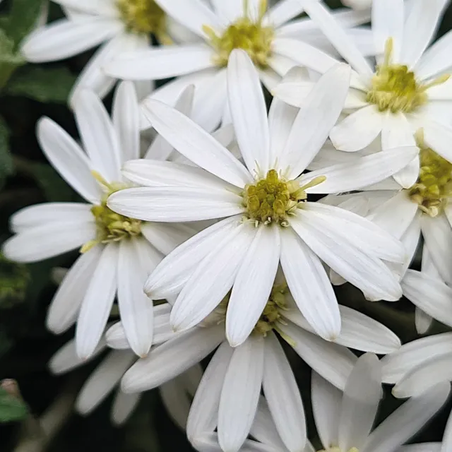 Pépinières Ripoche Olearia phlogopappa Spring Bling arbuste blanc
