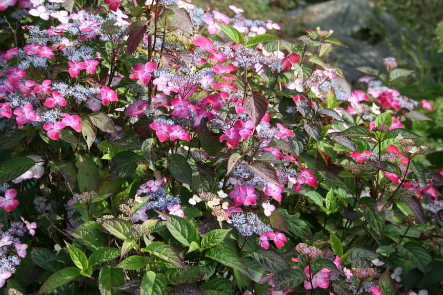 Les Hortensias du Haut Bois Beni Gaku hortensia serrata godet